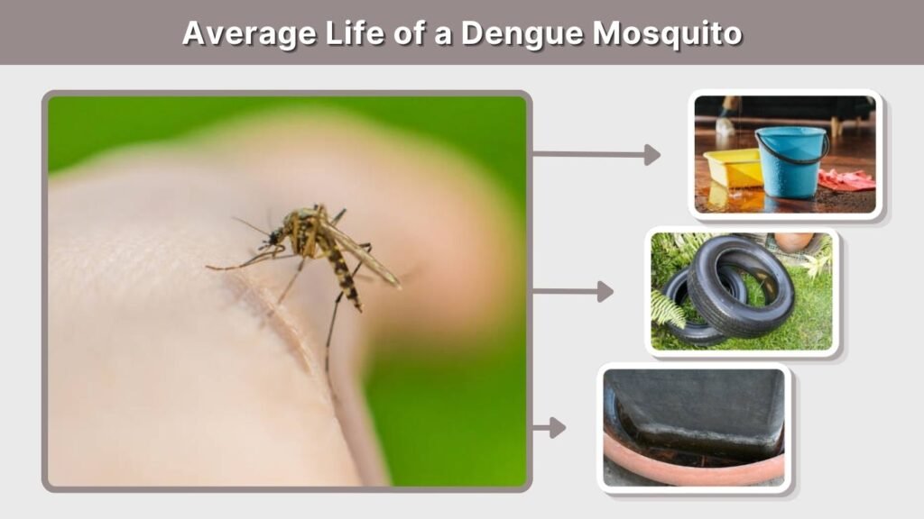 Average Life of a Dengue Mosquito