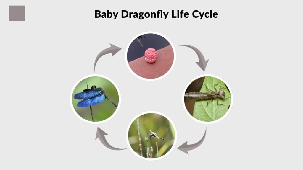 Baby Dragonfly Life Cycle