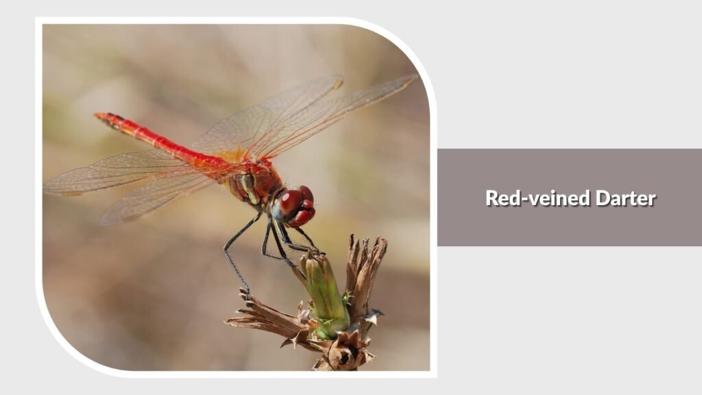 Red-veined Darter