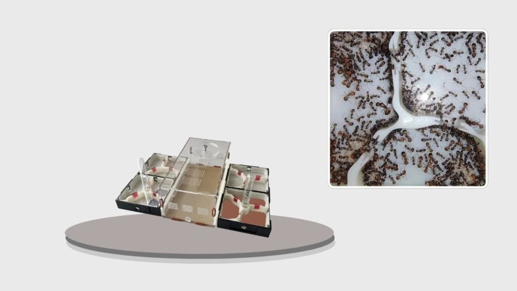 Ant Terrarium Nurturing & Comprehensive Observation Set