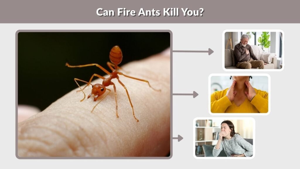 Can Fire Ants Kill You?