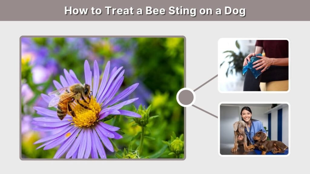 How to Treat a Bee Sting on a Dog