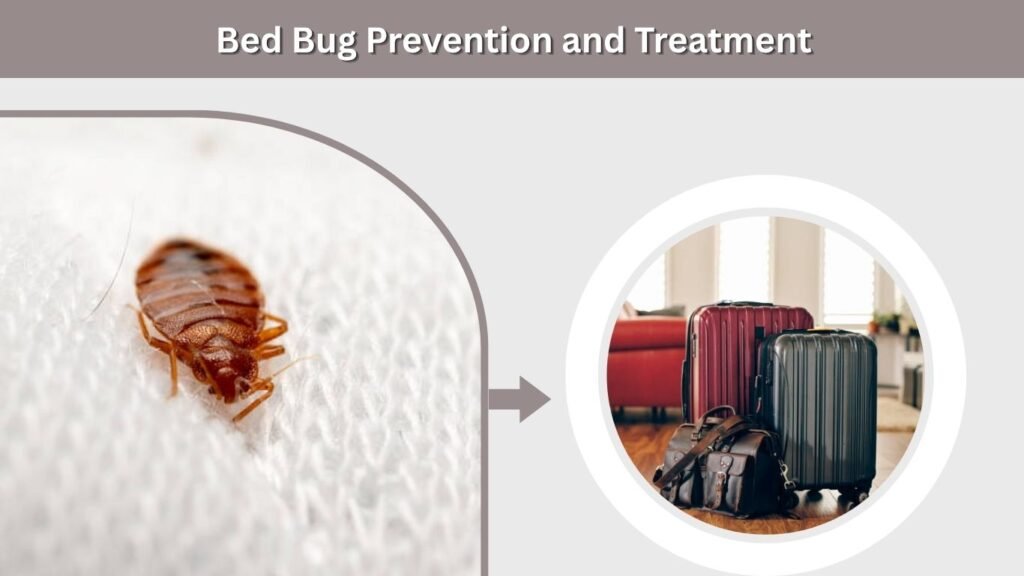 Bed Bug Prevention and Treatment