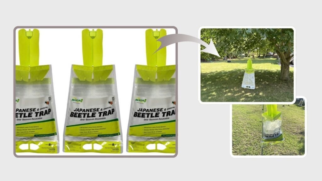RESCUE! Reusable Japanese & Oriental Beetle Trap