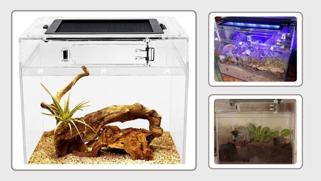 Reptile Growth 8 x 8 x 8 Mini Terrarium