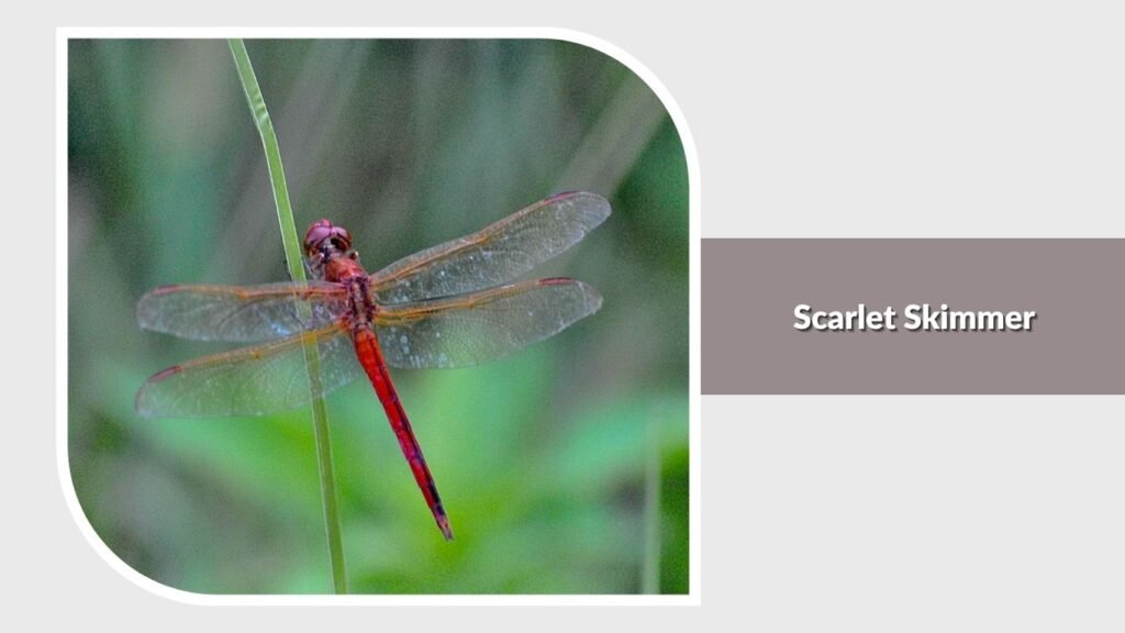 Scarlet Skimmer