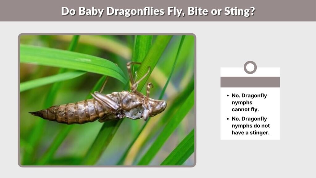 Do Baby Dragonflies Fly, Bite or Sting?