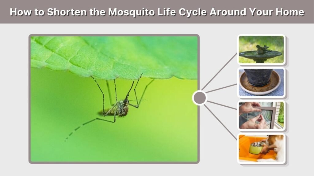 How to Shorten the Mosquito Life Cycle Around Your Home