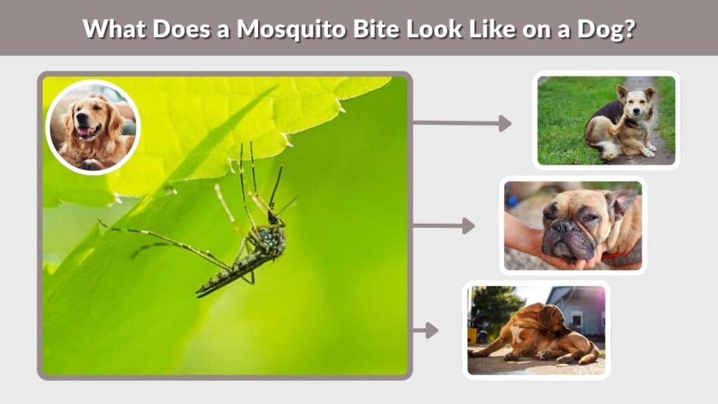 What Does a Mosquito Bite Look Like on a Dog?
