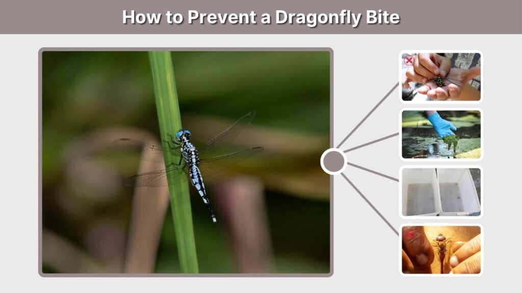 How to Prevent a Dragonfly Bite