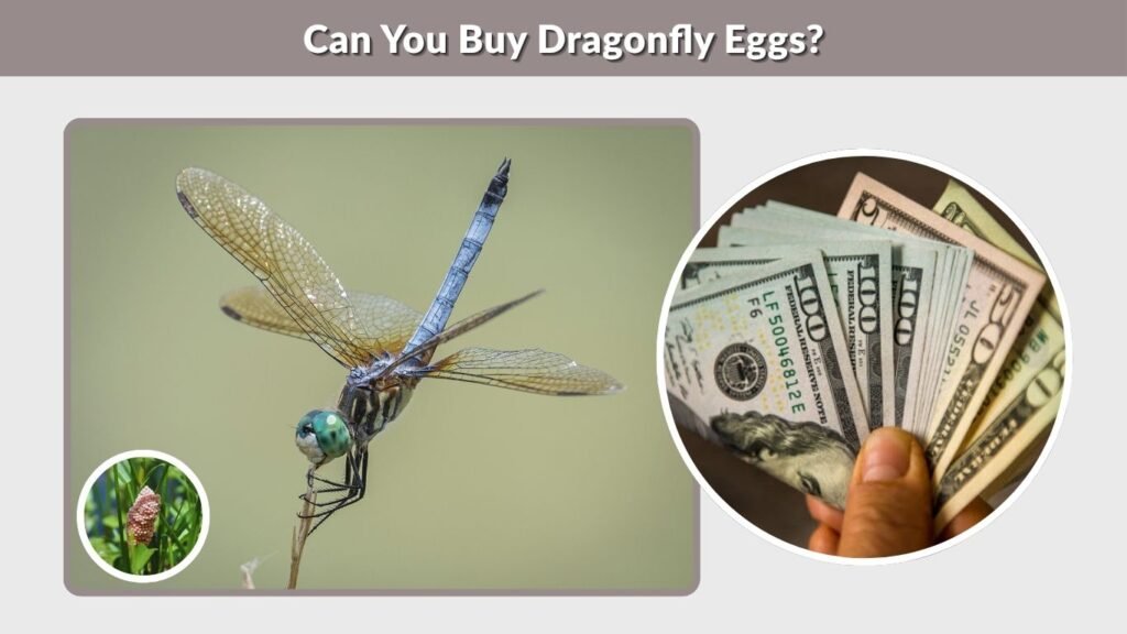Can You Buy Dragonfly Eggs?