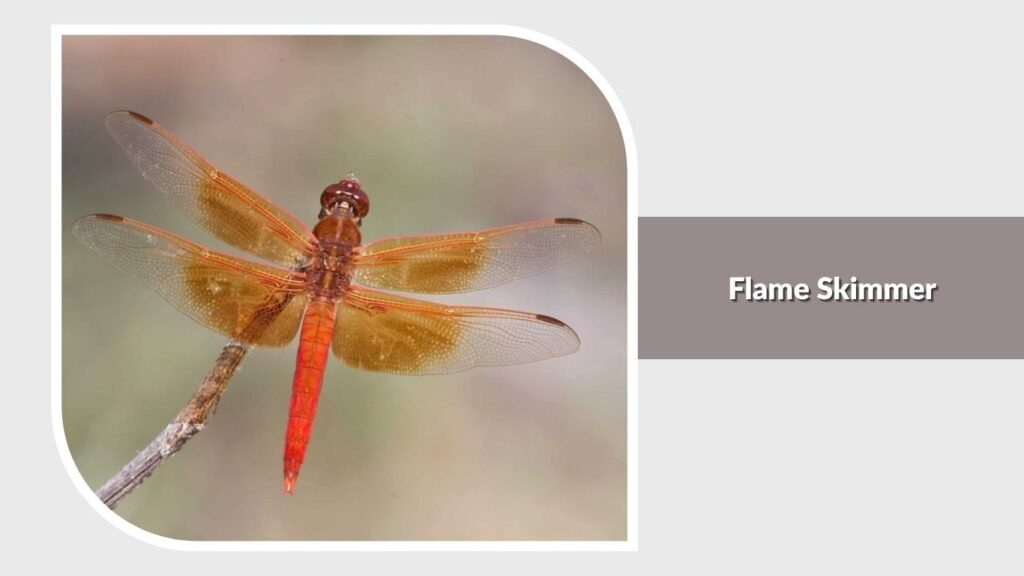 Flame Skimmer