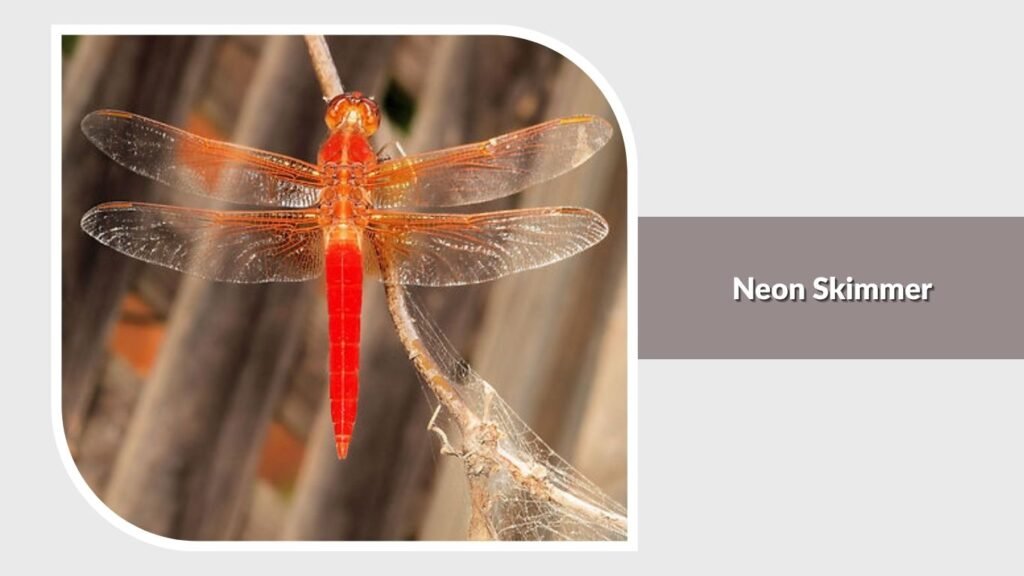 Neon Skimmer