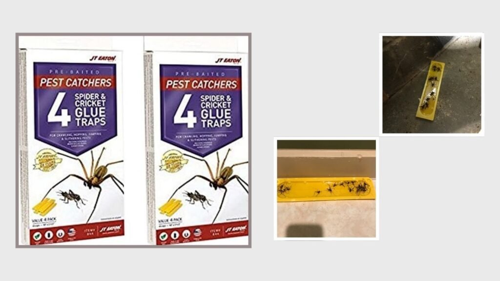 Eaton Spider Catchers with Attractant