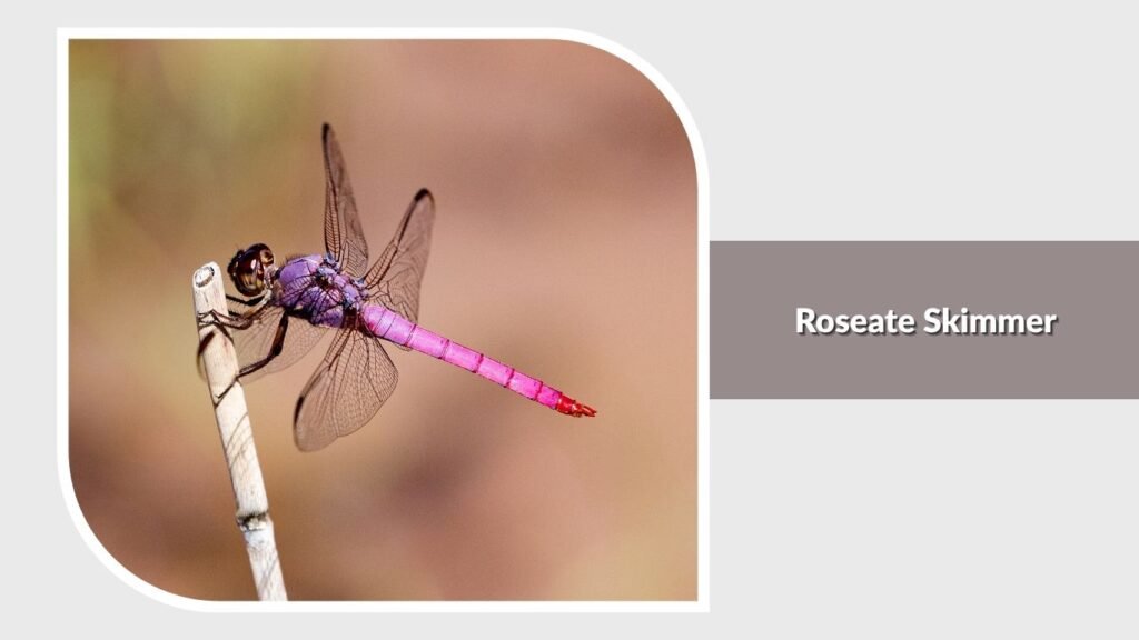 Roseate Skimmer