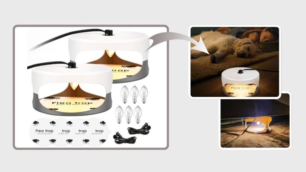 Indoor Bed Bug Trap & Infestation Treatment