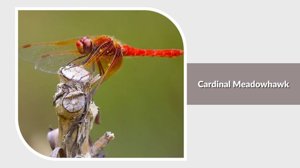Cardinal Meadowhawk