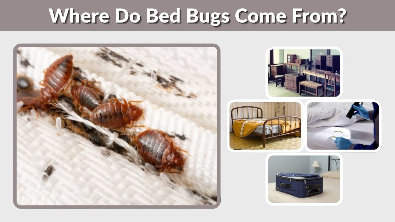 Where Do Bed Bugs Come From? Causes & Common Sources