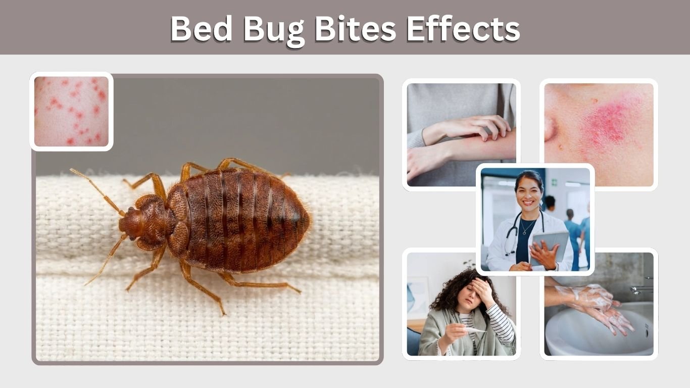 Bed Bug Bites Effects: Side Effects & Long-Term Risks