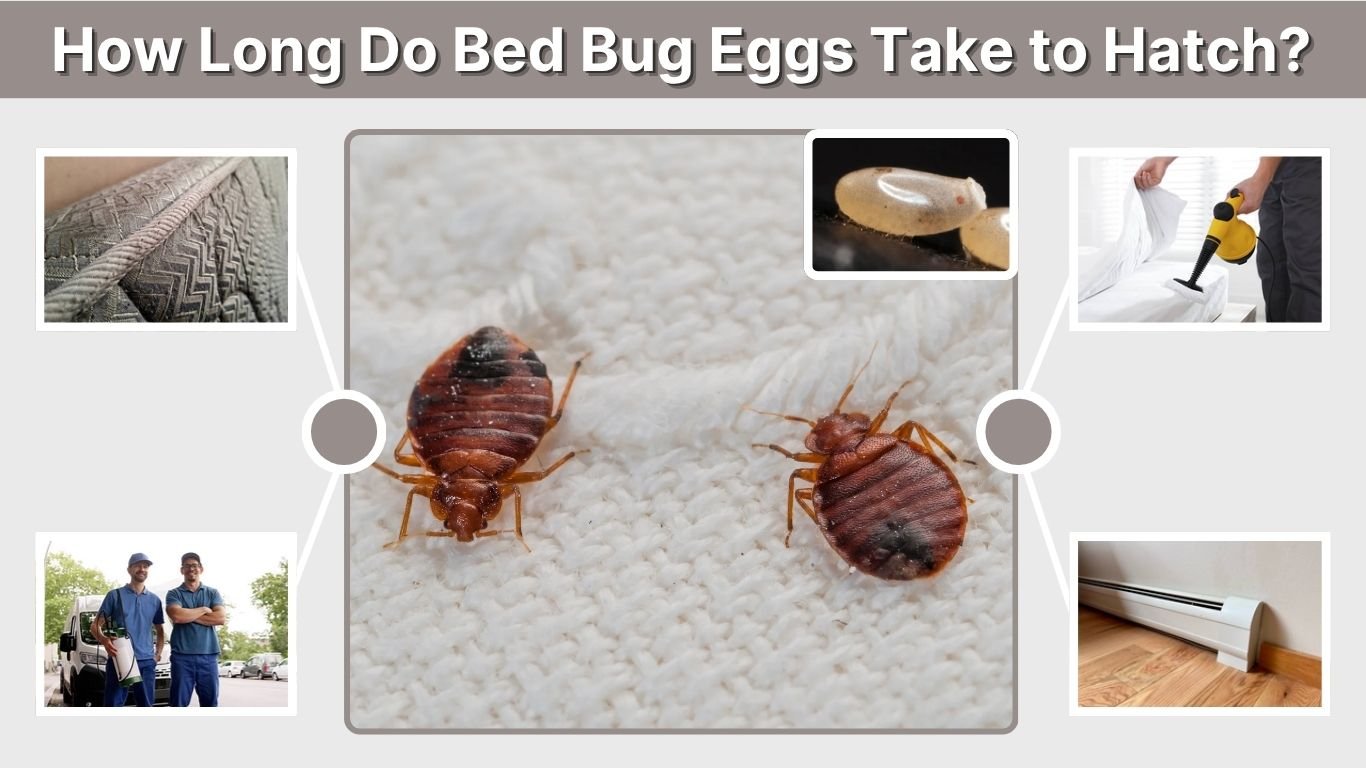 How Long Do Bed Bug Eggs Take to Hatch? Complete Guide