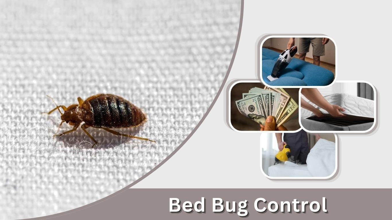 Bed Bug Control: Methods, Costs & Professional Treatment
