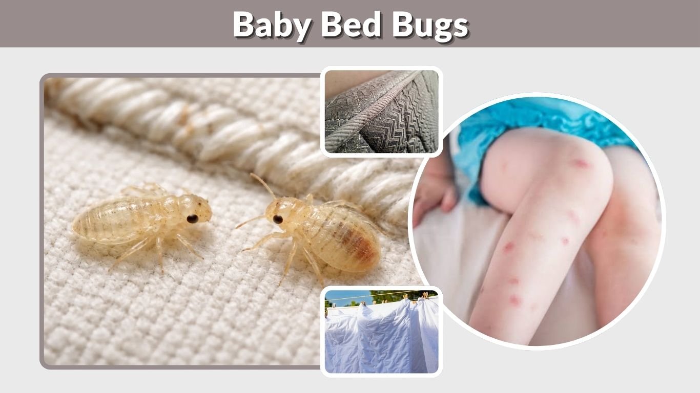 Baby Bed Bugs: What They Look Like, Size, Bites & Removal 