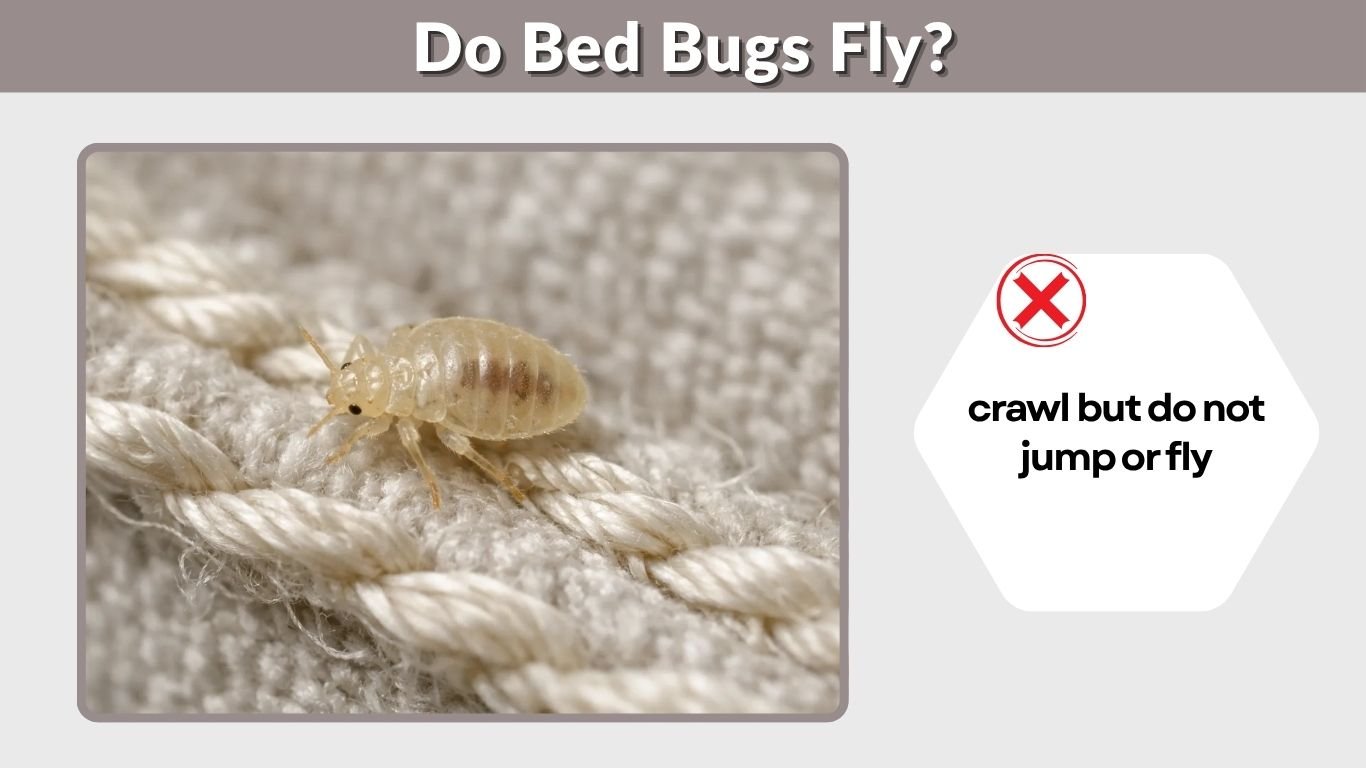 Do Bed Bugs Fly? How They Move, Jump & Spread
