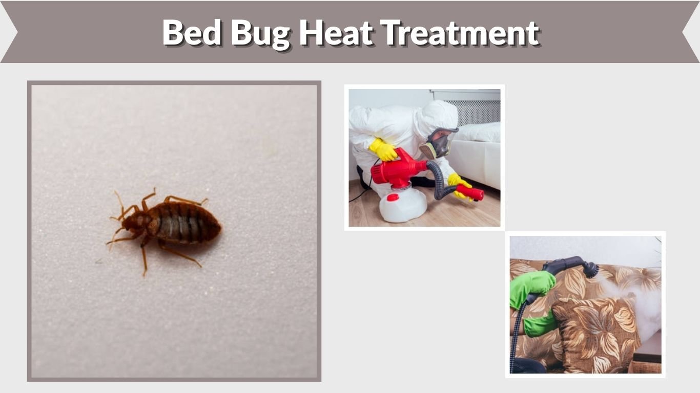 Bed Bug Heat Treatment: Cost, Process & Effectiveness