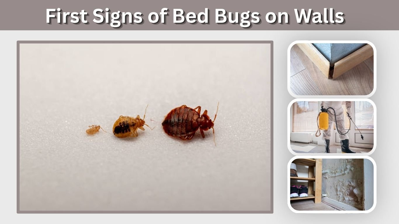 First Signs of Bed Bugs on Walls: 7 Warning Clues