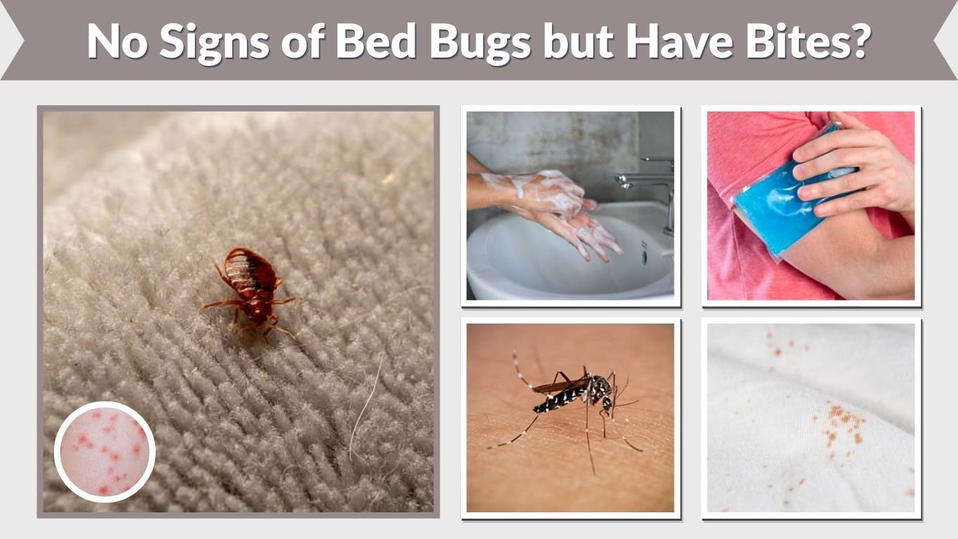 No Signs of Bed Bugs but Have Bites? What to Check