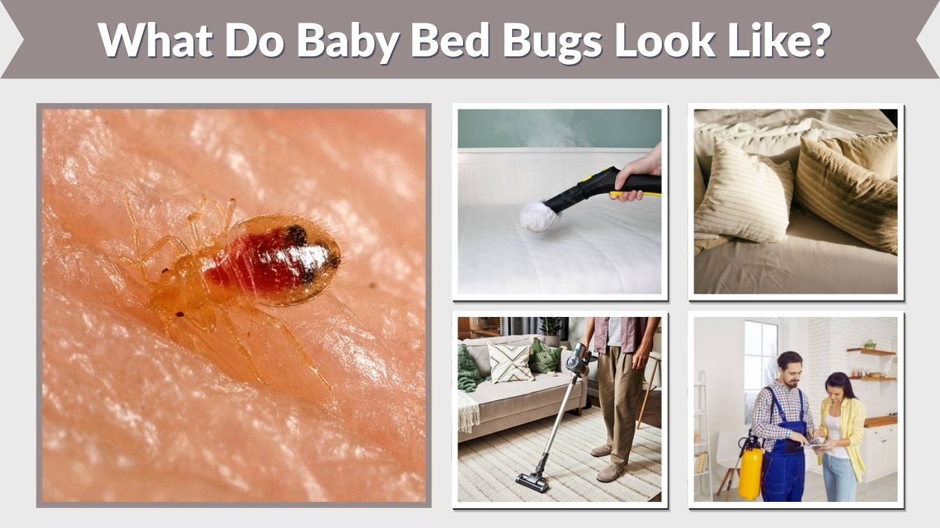 What Do Baby Bed Bugs Look Like? Size, Color & Pictures