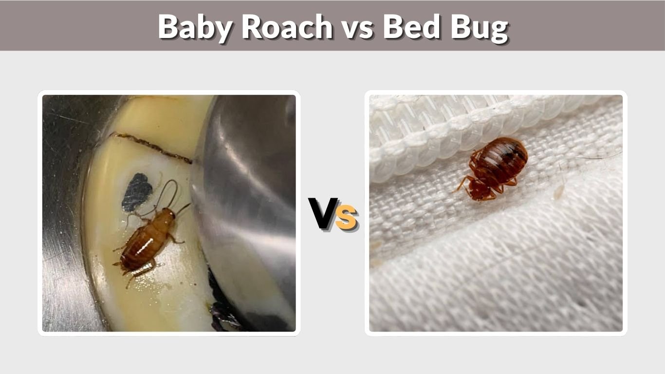 Baby Roach vs Bed Bug: 8 Key Differences to Spot