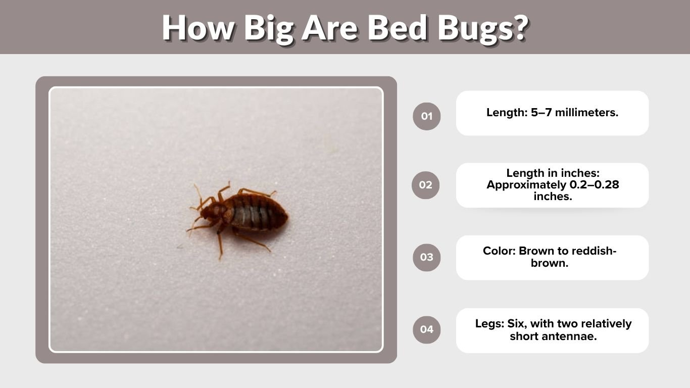 How Big Are Bed Bugs? Actual Size, Eggs & Bites