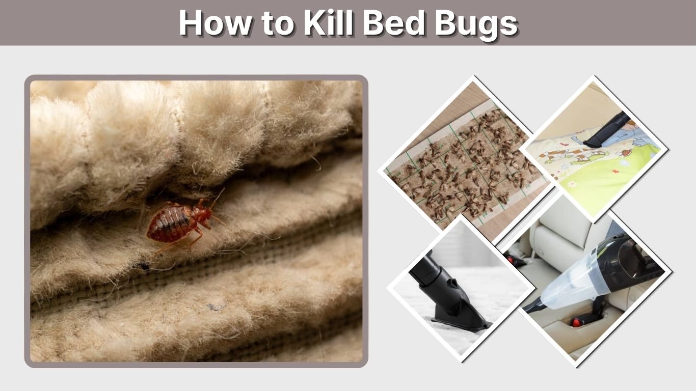 How to Kill Bed Bugs: 9 Effective Methods That Work