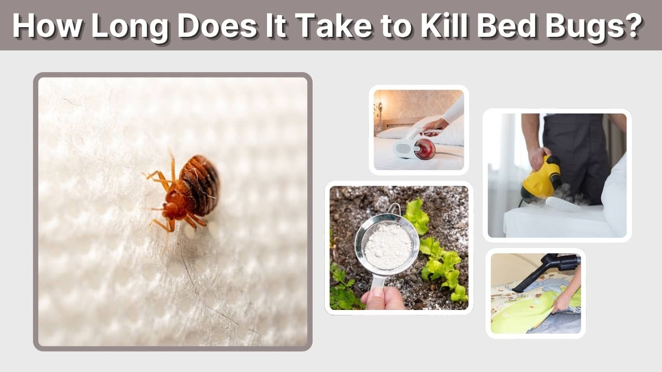 How Long Does It Take to Kill Bed Bugs? 9 Proven Methods