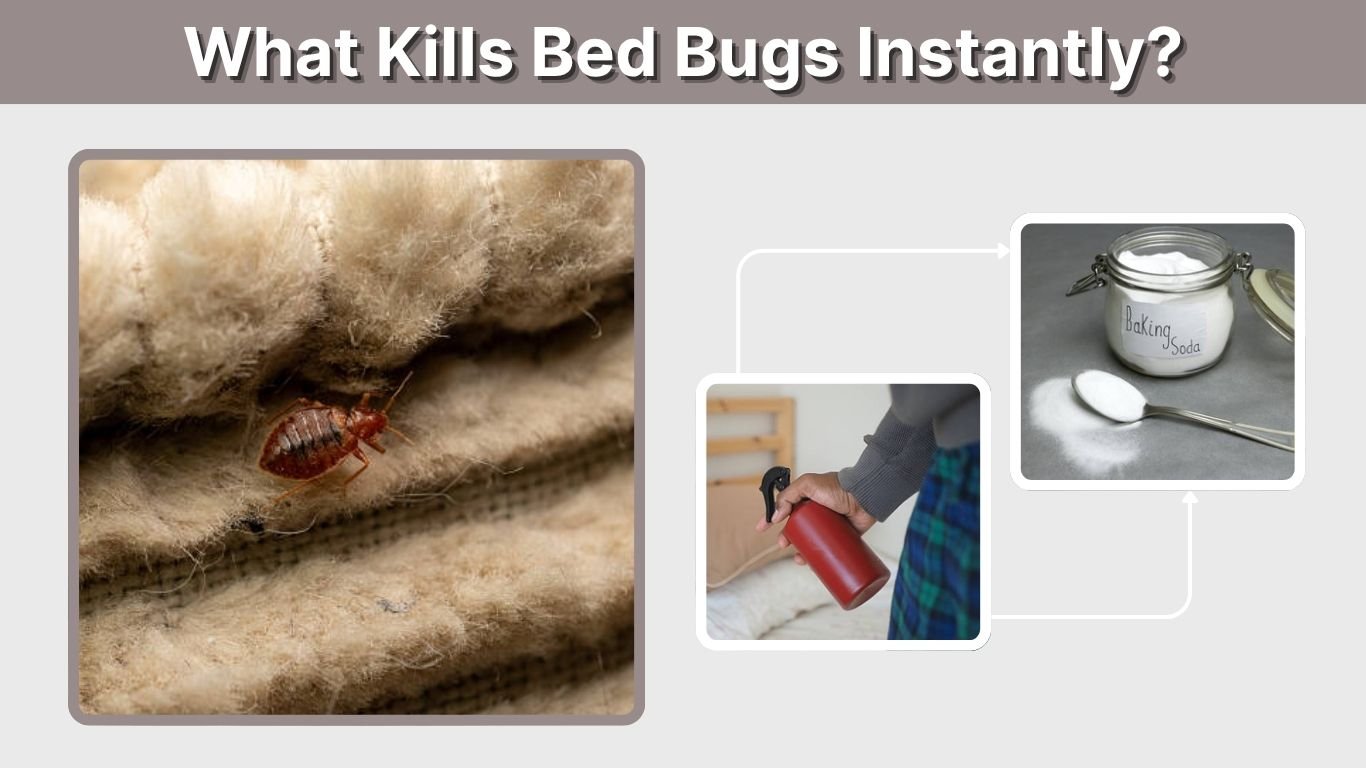 What Kills Bed Bugs Instantly? 7 Effective Methods