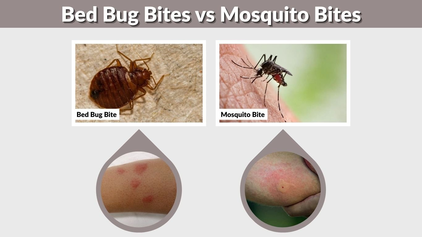 Bed Bug Bites vs Mosquito Bites: How to Tell the Difference