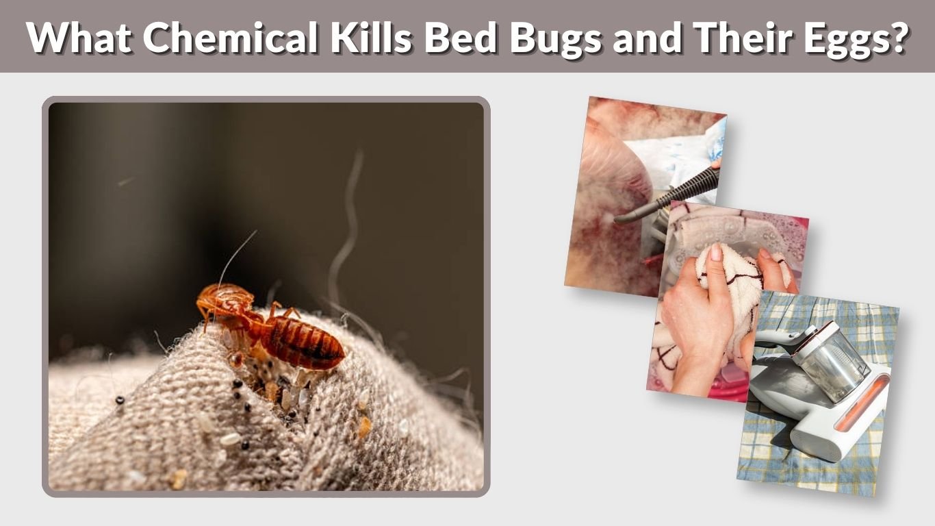 What Chemical Kills Bed Bugs and Their Eggs? Effective Methods