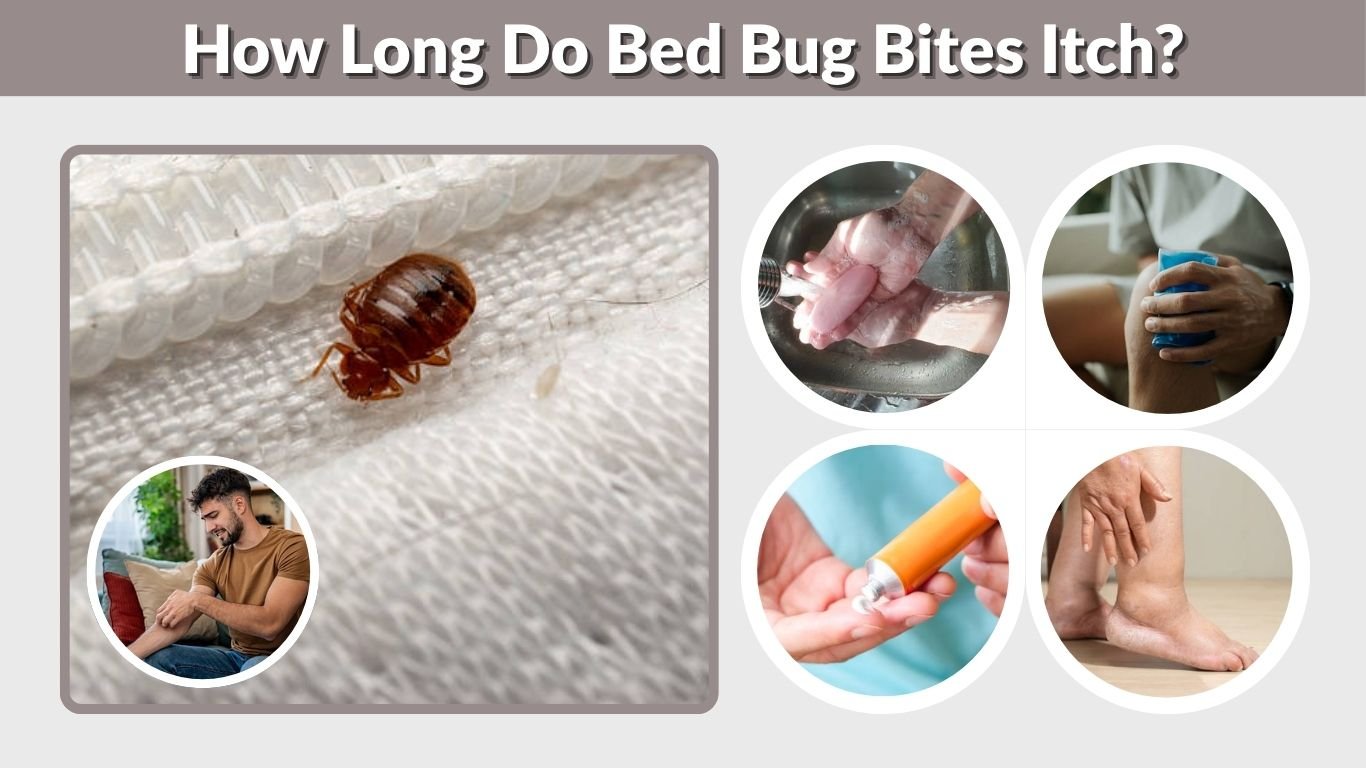 How Long Do Bed Bug Bites Itch? Healing Time & Relief