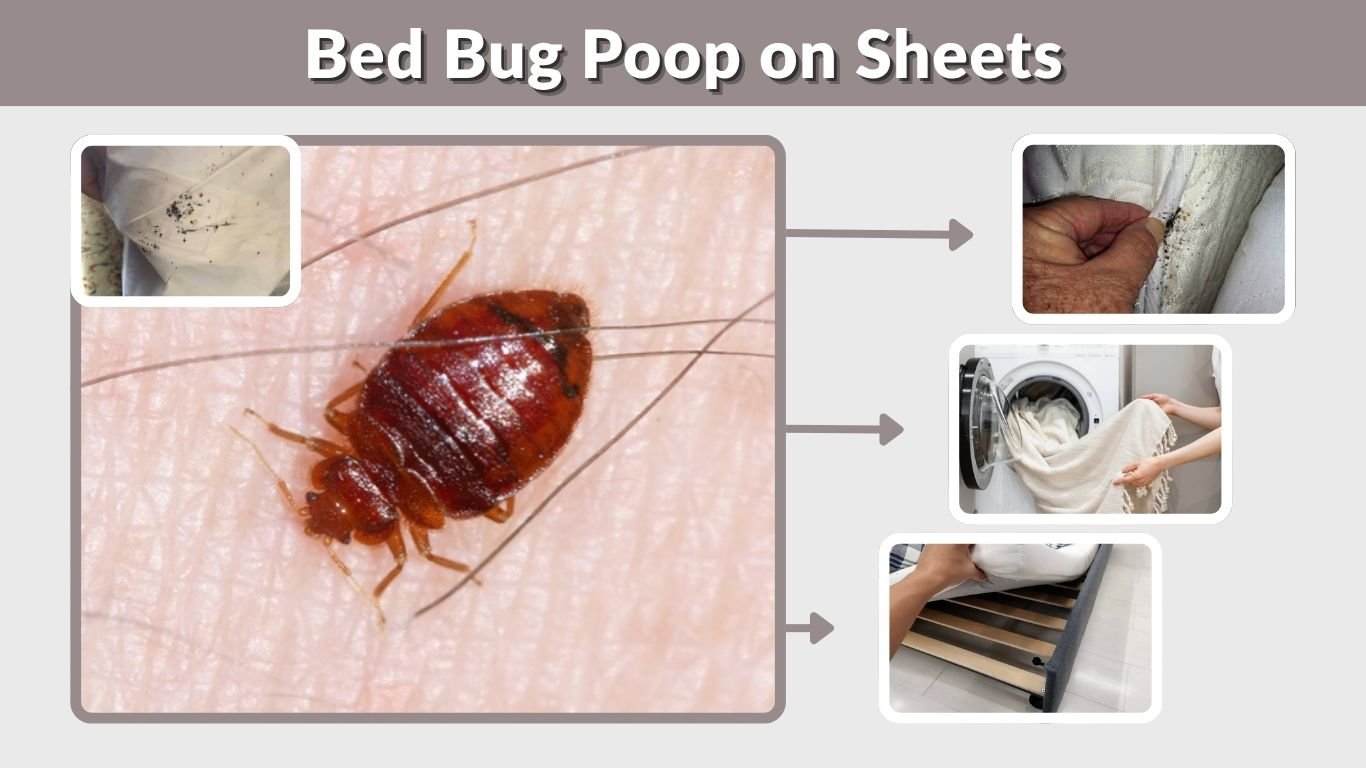 Bed Bug Poop on Sheets: Early Signs and Cleaning Tips