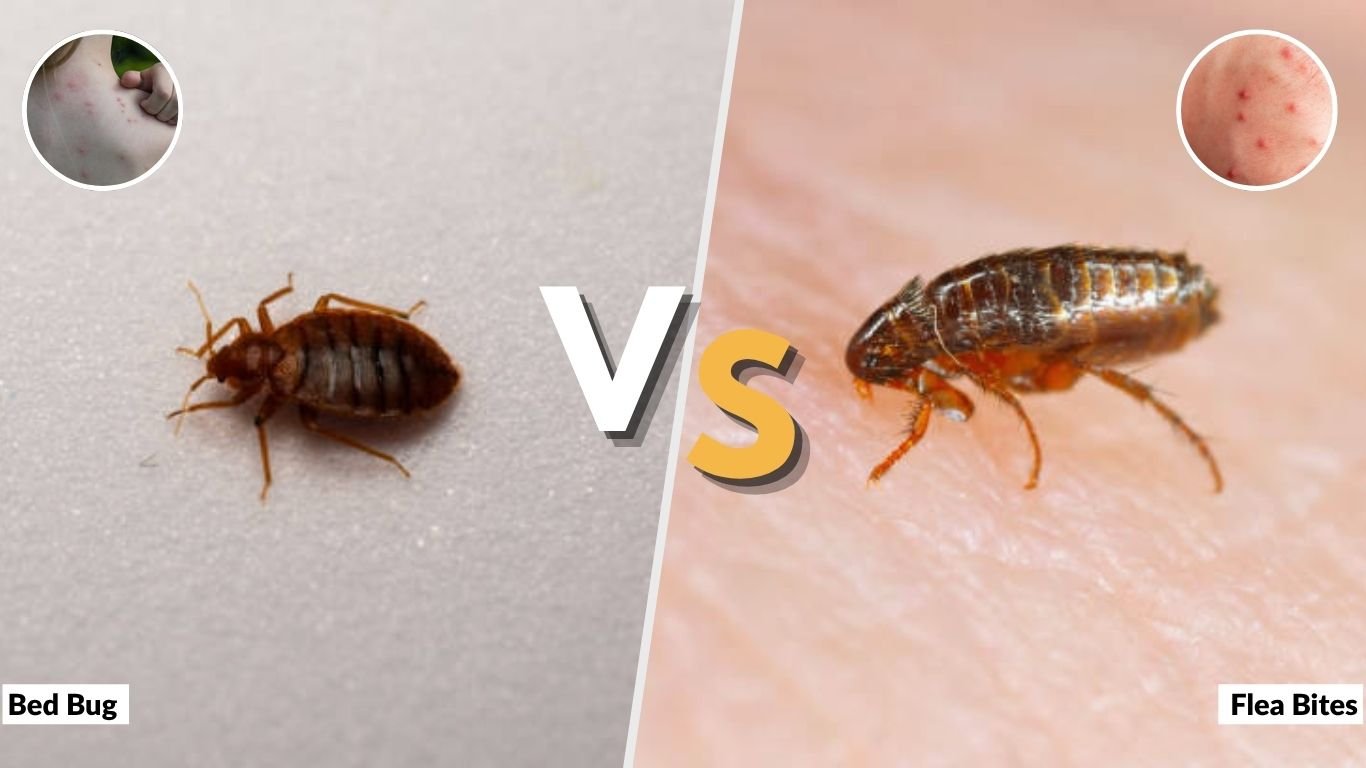 Bed Bug vs Flea Bites: Signs, Symptoms & Treatment