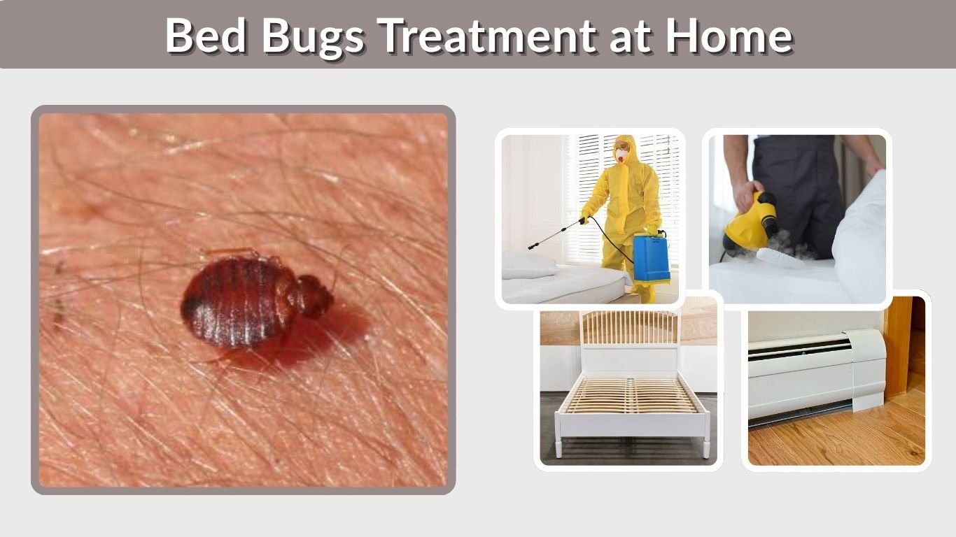 Bed Bugs Treatment at Home: Methods That Actually Work