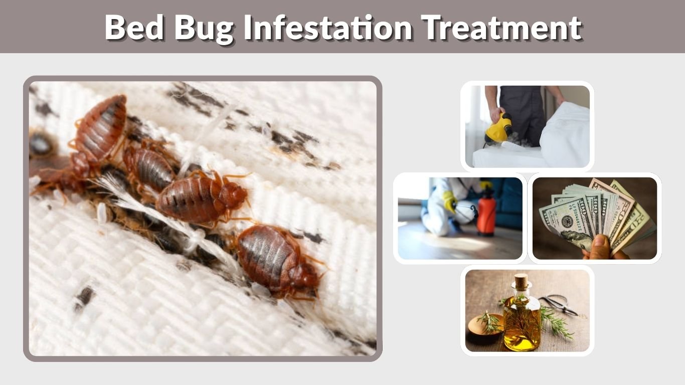 Bed Bug Infestation Treatment: Best Methods and Costs