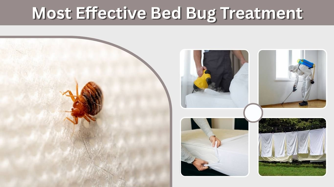 Most Effective Bed Bug Treatment: 7 Methods That Work