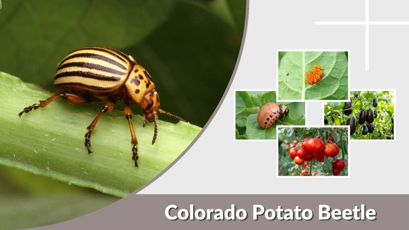 Colorado Potato Beetle: Identification, Damage & Control
