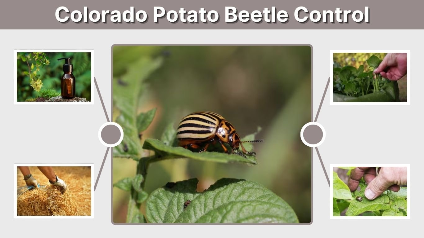 Colorado Potato Beetle Control: 9 Effective Methods