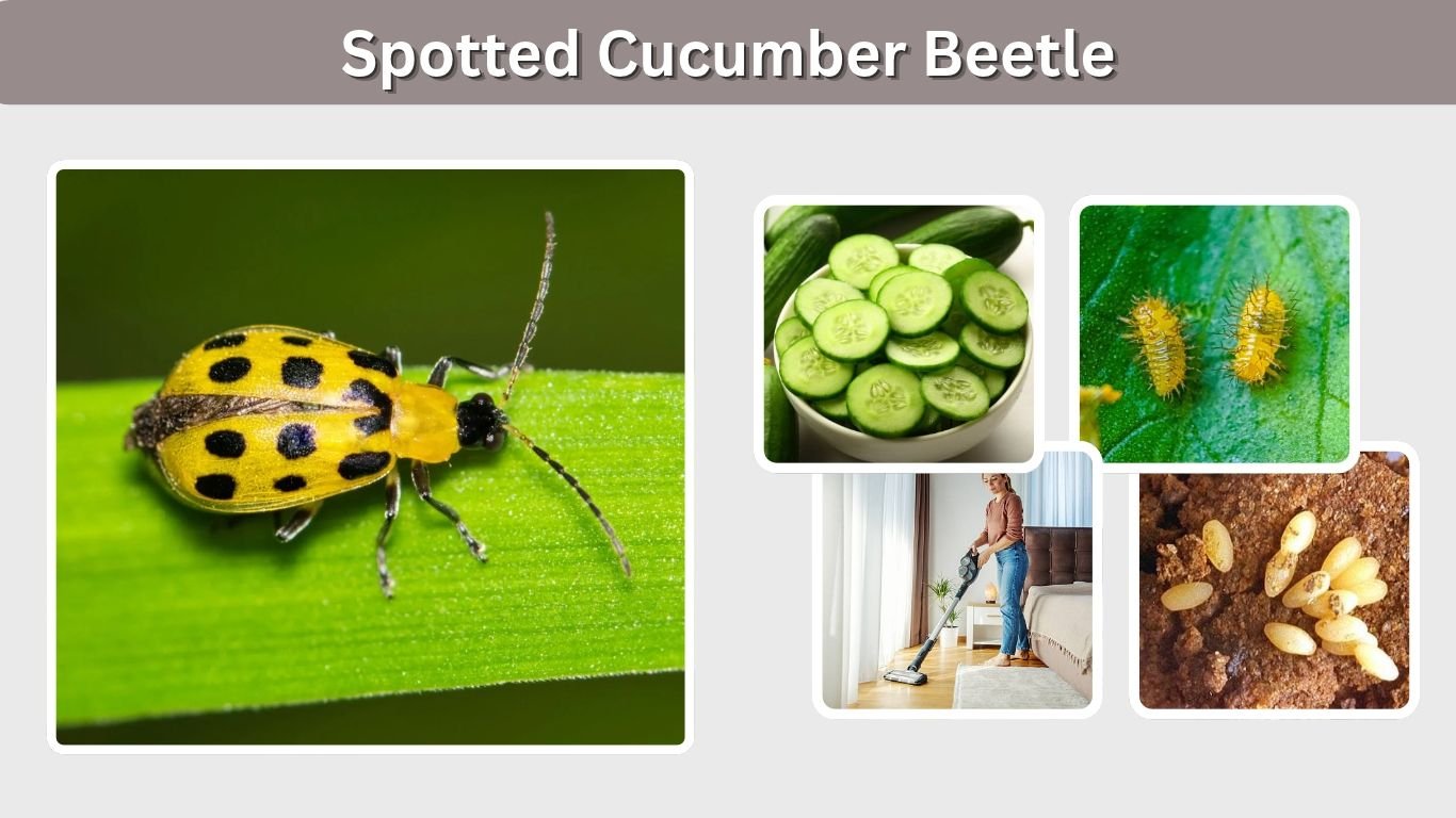 Spotted Cucumber Beetle: Identification, Damage & Control
