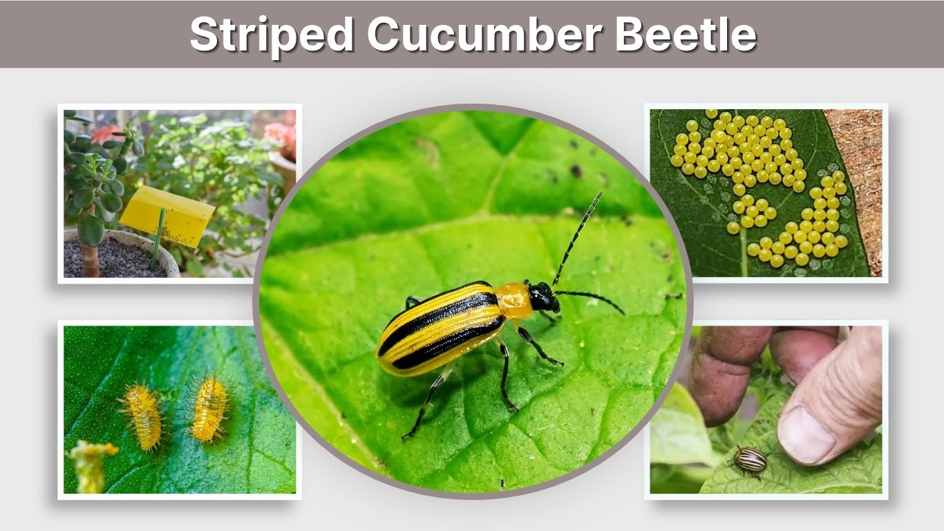 Striped Cucumber Beetle: Identification, Damage & Control