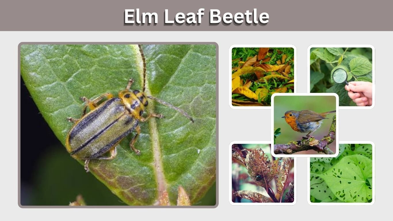 Elm Leaf Beetle: Identification, Damage & Control