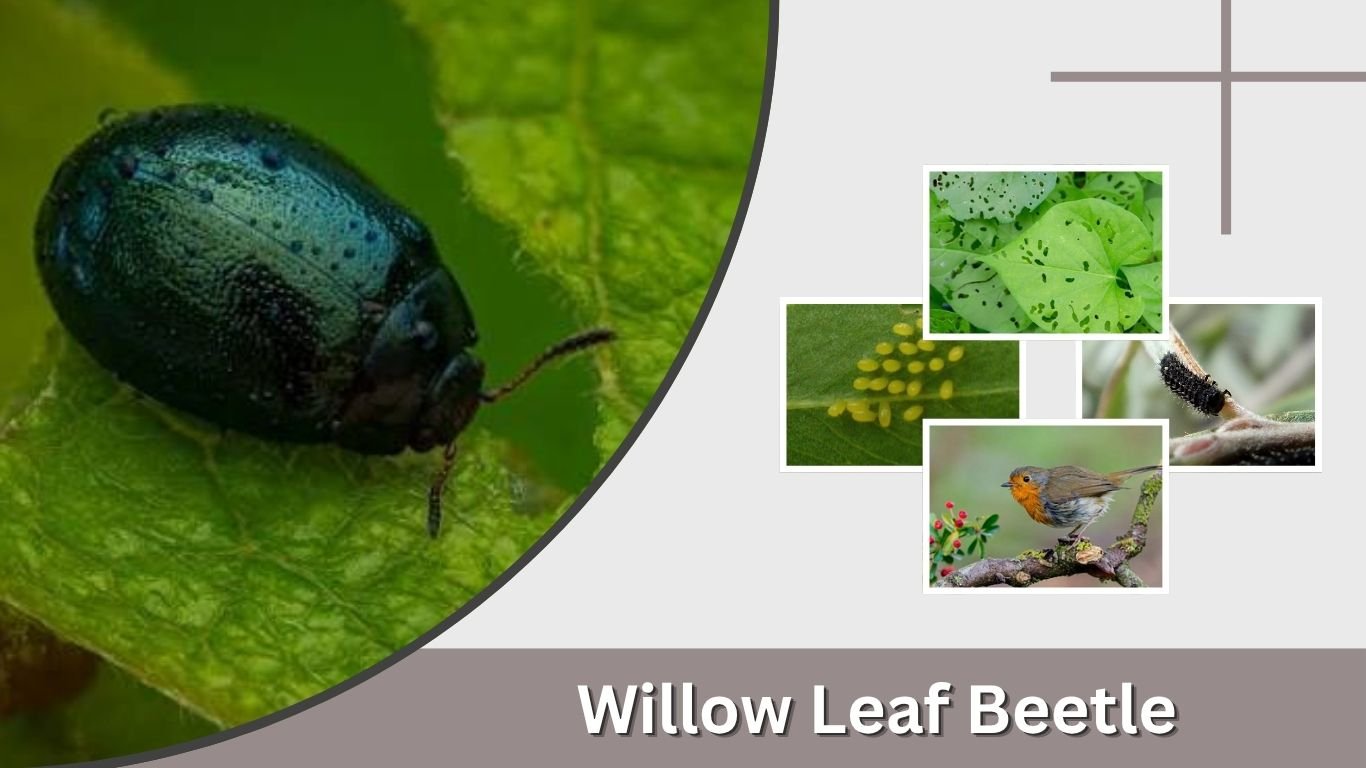Willow Leaf Beetle: Identification, Damage & Control